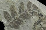 Pennsylvanian Fossil Fern (Neuropteris) Plate - Kentucky #126246-1